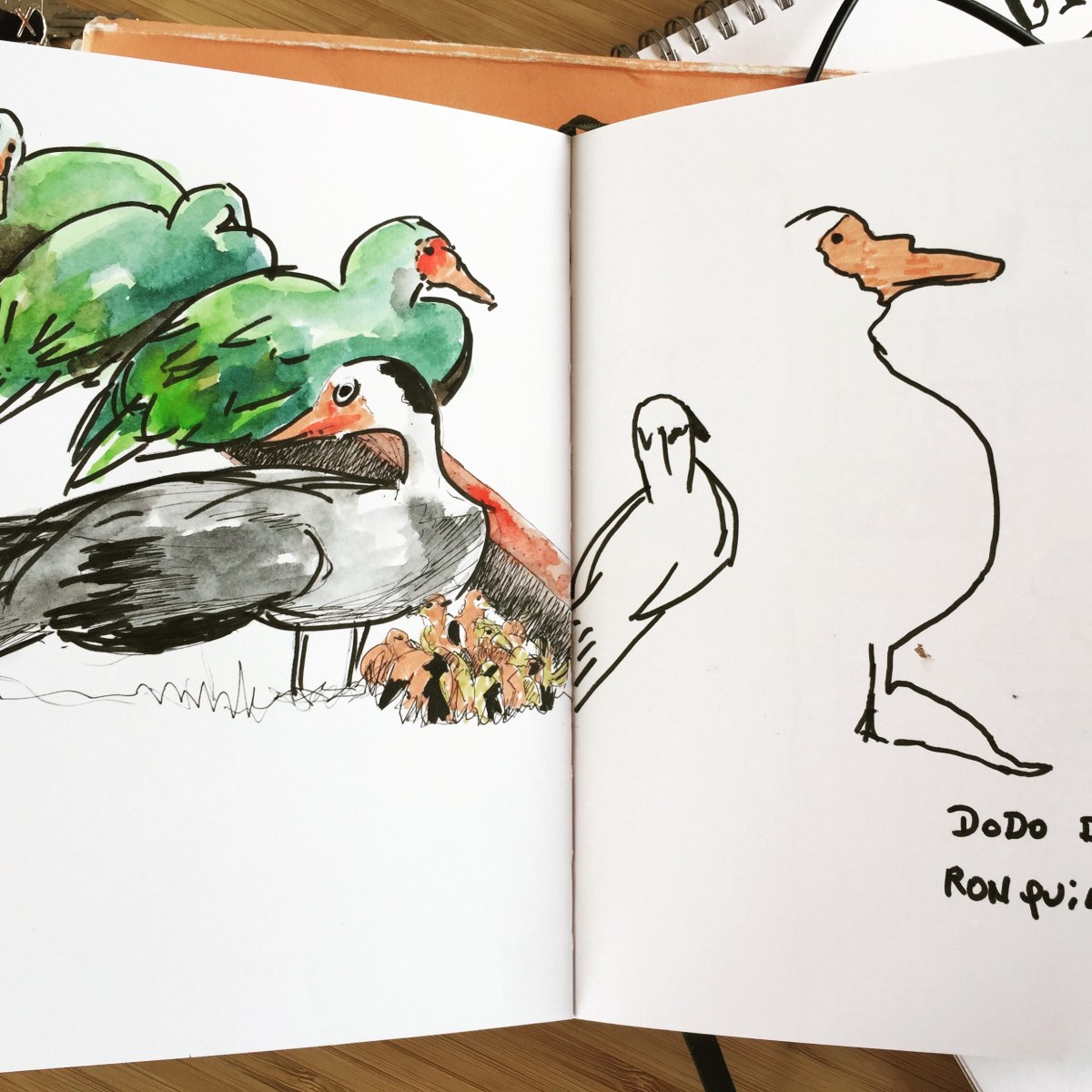 Sketch. USK. Ronquières. Canards