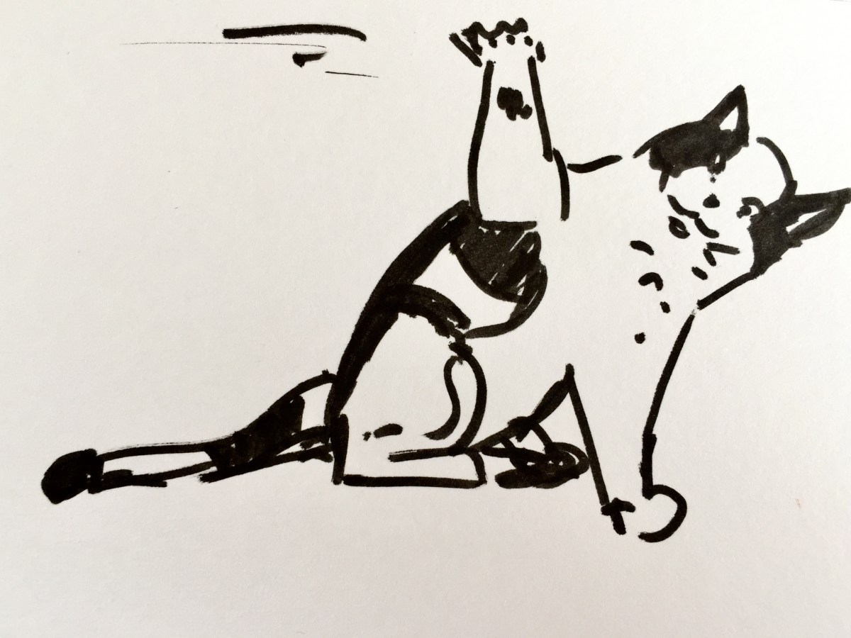 Chat bicolore en mouvement