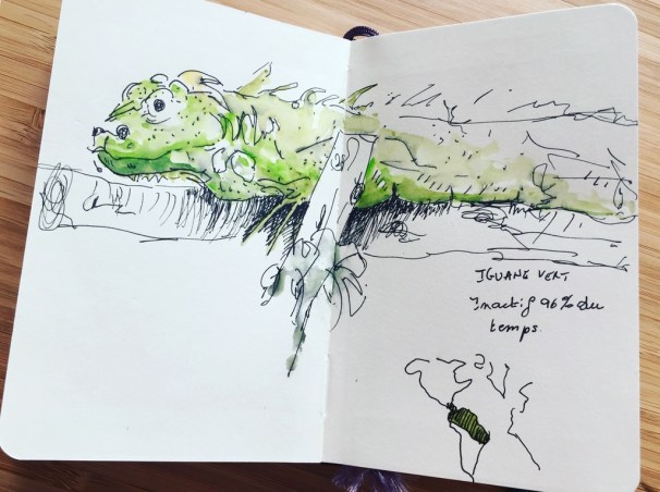 2018. Iguane vert au zoo de Lille.