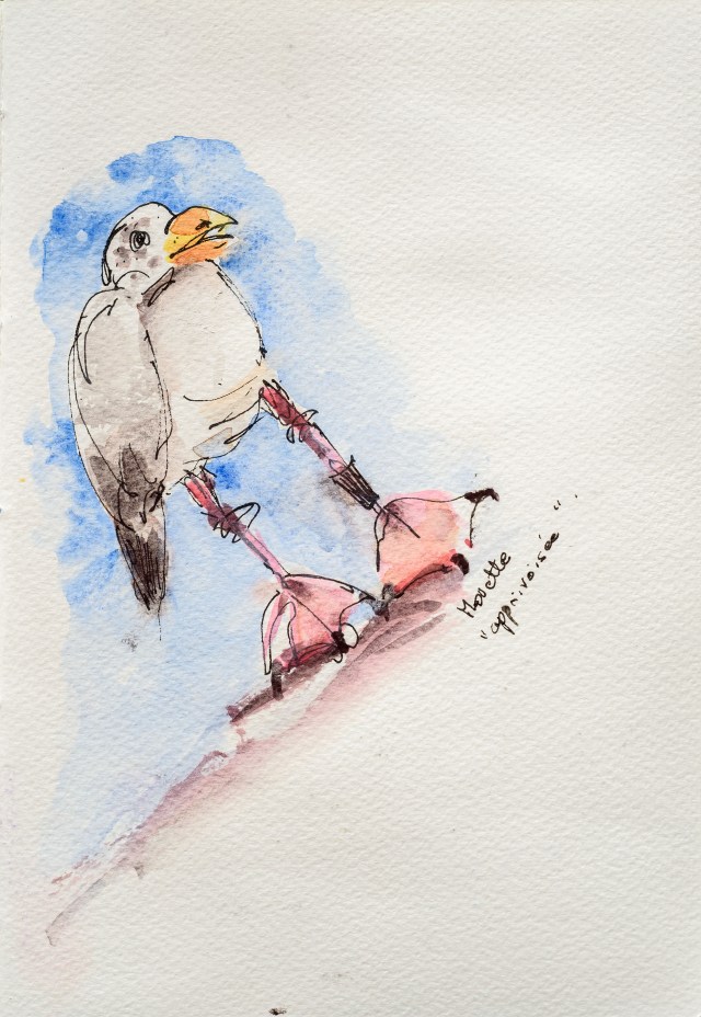 Mouette à Oslo sur le toit de l'Opéra, Norvège