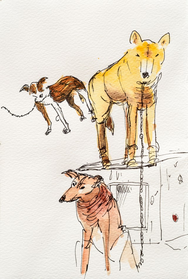 Chiens de traîneau à Beitostolen, Norway